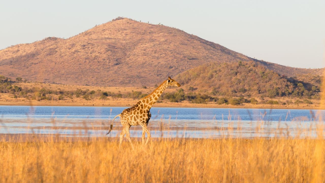 South Africa Safari