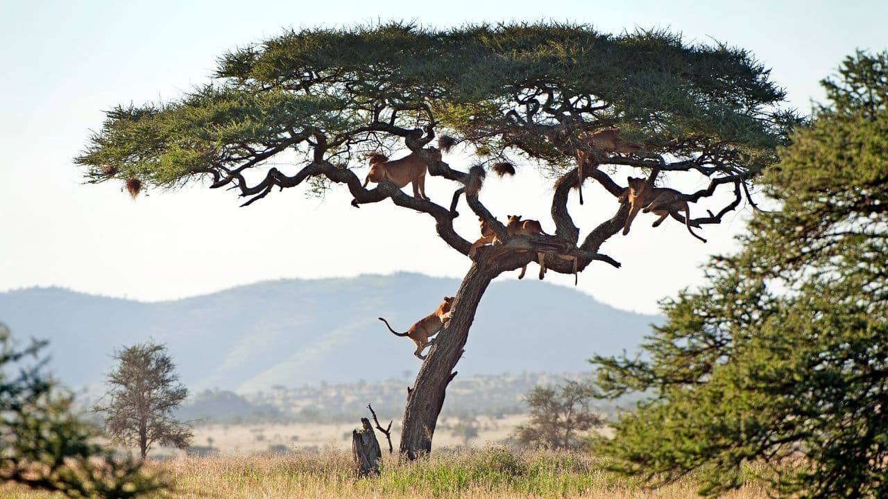 Tanzania Safari