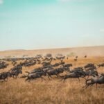 harshil-gudka-aKcVSSDotgo-unsplash